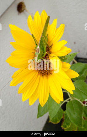 Grünes Heupferd, Heuschrecke Laubheuschrecke Auf Gelber Spieleheustadl Stockfoto