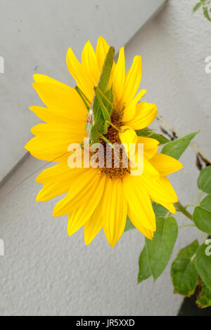 Grünes Heupferd, Heuschrecke Laubheuschrecke Auf Gelber Spieleheustadl Stockfoto