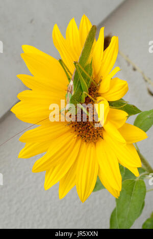 Grünes Heupferd, Heuschrecke Laubheuschrecke Auf Gelber Spieleheustadl Stockfoto