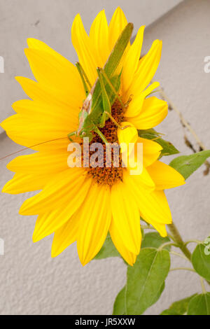 Grünes Heupferd, Heuschrecke Laubheuschrecke Auf Gelber Spieleheustadl Stockfoto