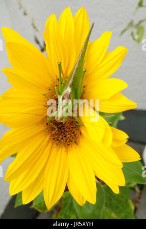 Grünes Heupferd, Heuschrecke Laubheuschrecke Auf Gelber Spieleheustadl Stockfoto