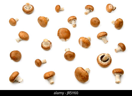 Kollektion Champignon isoliert auf weißem Hintergrund Stockfoto