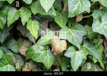 Gemeinsamen Ivy close-up Textur Stockfoto