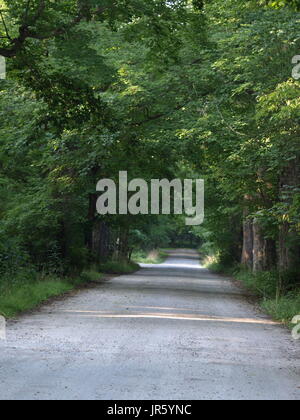 Pfad im Wald in Horizont führt Kies Stockfoto