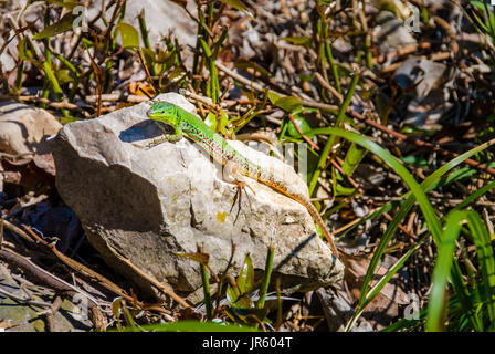 Männliche europäische grüne Eidechse Lacerta Viridis auf einem Felsen Stockfoto