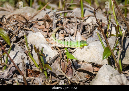 Männliche europäische grüne Eidechse Lacerta Viridis auf einem Felsen Stockfoto