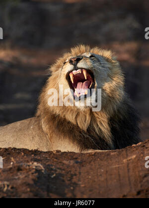 Löwe (Panthera Leo) - große männliche auf dem Boden liegend, Porträt Stockfoto