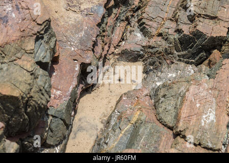 Das Meer Roach Bug oder Meer Slater (Meer Laus) auf rauen Stein Hintergrund am Strand Stockfoto