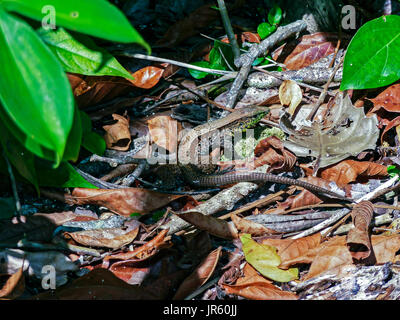 Gesäumt von vier Ameivas in Cahuita - Costa Rica Stockfoto