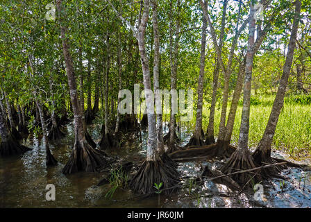 Mangrovenwald in Costa Rica Stockfoto
