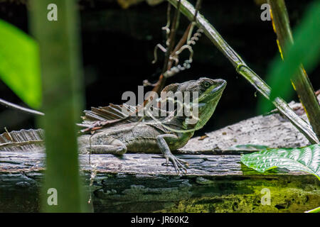 Männliche Emerald Basilisk Lizard in Puntarenas, Costa Rica Stockfoto