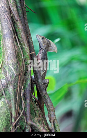 Jesus Christus Basilisk Lizard in Tortuguero - Costa Rica Stockfoto