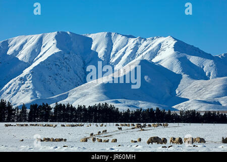 Schafe, Hawkdun Reichweite und Snowy Ackerland in der Nähe von Oturehua, Maniototo, Central Otago, Südinsel, Neuseeland Stockfoto