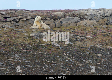 Eine Mutter Eisbär Spanferkel seine zwei jungen in Svalbard, Norwegen Stockfoto