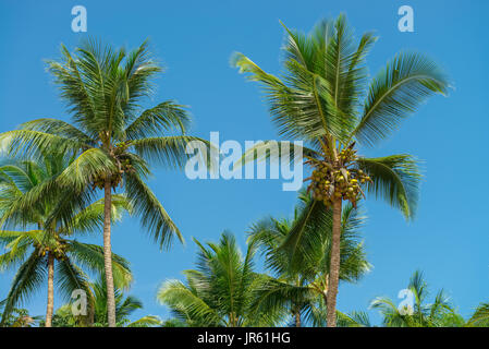 Abstrakte Schuss von Kokosnuss-Schalen und Palmen mit verschiedenen Brauntönen Stockfoto