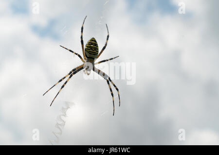 Schwarz-gelb gestreiften Spinne im web Stockfoto