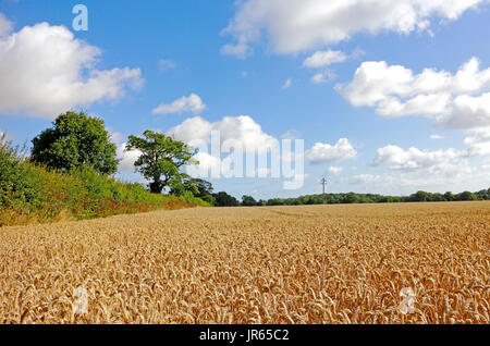 Ein Blick auf ein Feld von Weizen bereit für die Ernte in der Landschaft von Norfolk. Stockfoto