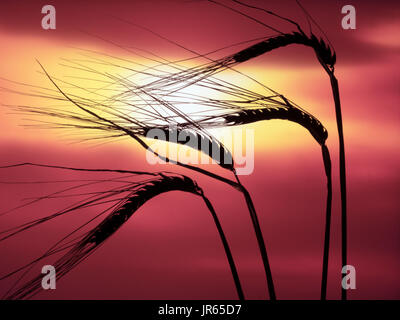 Reife Gerste Ohren im Feld bereit für die Ernte und die aufgehende Sonne Norfolk Stockfoto