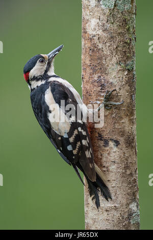 Schließen Porträt einer männlichen Buntspecht bis auf einen Baum in aufrechter vertikales Format Stockfoto