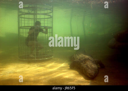 Cage Diving mit Krokodilen in Südafrika Stockfoto