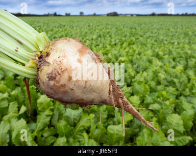 Überprüfung der Zuckerrüben Beta vulgaris-Ernte Norfolk Stockfoto