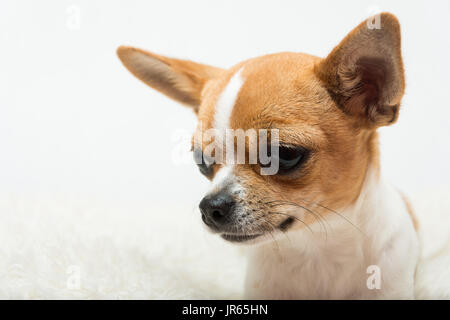 Porträt einer niedlich Chihuahua Welpen auf einem weißen Hintergrund. Stockfoto