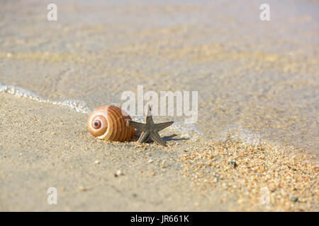 Seestern und Muschel auf einem nassen sand Stockfoto