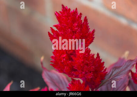 Schöne Nahaufnahme von flauschig roten Blumen im Garten Stockfoto