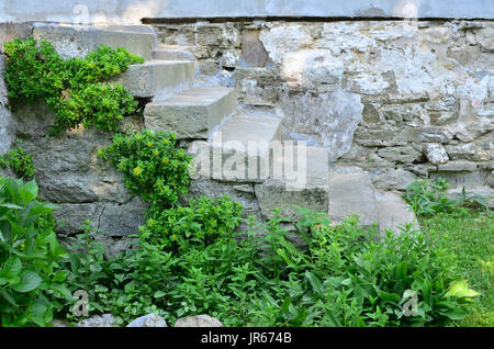 Alte Steintreppe im rustikalen Stil, im Gegensatz zu frischen grünen Pflanzen auf es Stockfoto