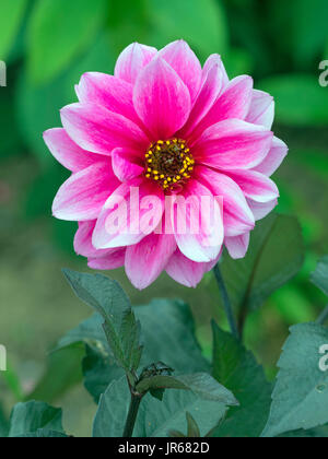Dahlie "Faszination" im Sommer Grenze Stockfoto