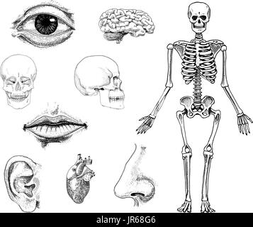 Humanbiologie, Anatomie Abbildung. gravierte handgezeichnete im alten Skizze und Vintage-Stil. Schädel oder Skelett Silhouette. Knochen des Körpers. Lippen und Nase Ohr. Hirn und Herz. Stock Vektor