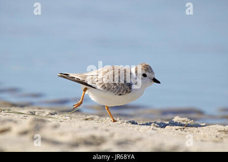 Ein semipalmated plover entlang der Küste läuft Stockfoto