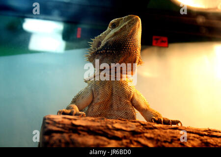 Foto eines bärtigen Drachen in einem Biotop. Genommen in Fairfax, VA Stockfoto