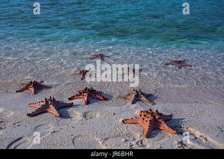 Seestern auf einem tropischen Strand, Beitung Island, Indonesien Stockfoto