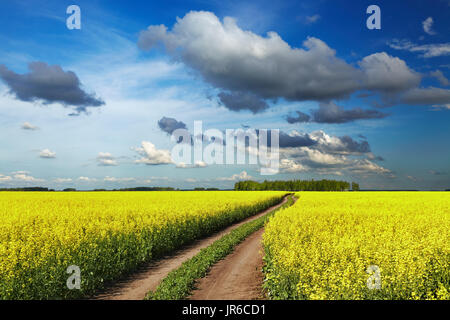 Landschaft mit blühenden Feld und Straße Stockfoto