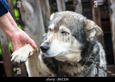 Ein Hund gibt einem Mann eine Pfote Stockfoto