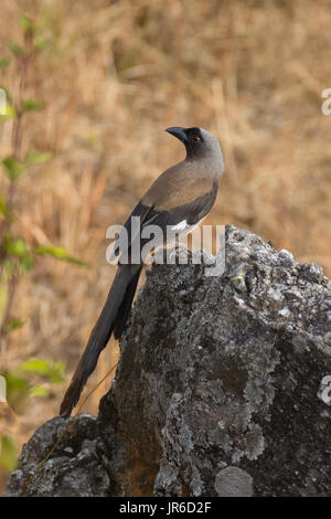 Gray Treepie (Dendrocitta formosae) in Uttarakhand, Indien Stockfoto