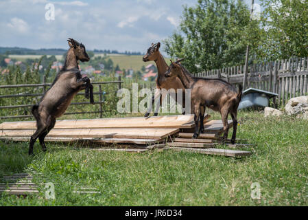 Drei Baby Ziegen spielen in einem Feld auf einem Bauernhof, Bosnien und Herzegowina Stockfoto