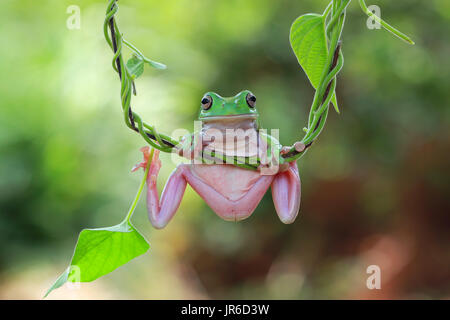 Plumpen Frosch sitzt auf einer Pflanze, Indonesien Stockfoto