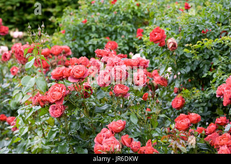 Rosa Hot Chocolate 'Wekpaltez' Blumen. Stockfoto