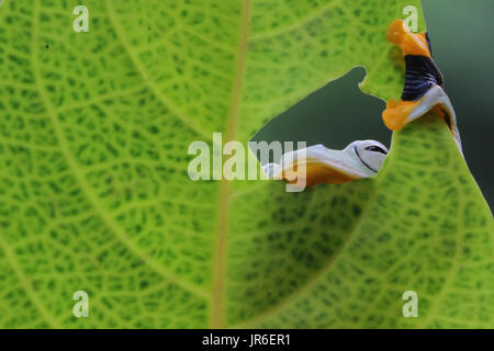 Laubfrosch, Blick durch ein Loch in ein Blatt, Indonesien Stockfoto