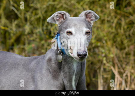 Alten Windhund Portrait Profil Stockfoto