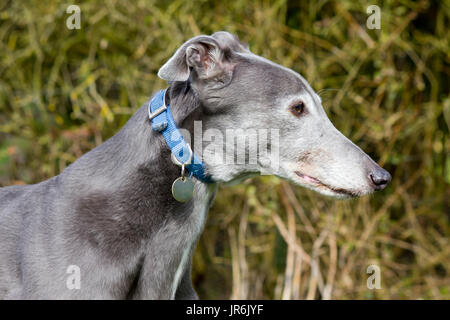 Alten Windhund Portrait Profil Stockfoto