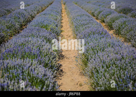 Lavendel-Feld von Drohne. Aerial Video von oben. Stockfoto