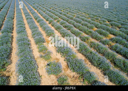 Lavendel-Feld von Drohne. Aerial Video von oben. Stockfoto