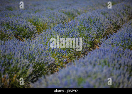 Lavendel-Feld von Drohne. Aerial Video von oben. Stockfoto