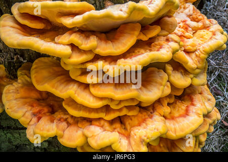 Huhn-of-the-Woods / Krabbe-of-the-Woods / Schwefel Polypore / Schwefel Regal (Laetiporus Sulphureus) wächst auf Baumstumpf im Wald im Sommer Stockfoto