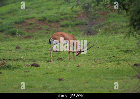 Wild Chinkara (Gazella bennettii) aka Indian Gazelle in Grasland Lebensraum um Pune, Maharashtra, Indien Stockfoto