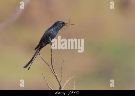 schwarzer Drongo mit dem Dragonfly Kill im Grasland von Pune Stockfoto