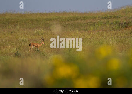 Wild Chinkara (Gazella bennettii) aka Indian Gazelle in Grasland Lebensraum um Pune, Maharashtra, Indien Stockfoto